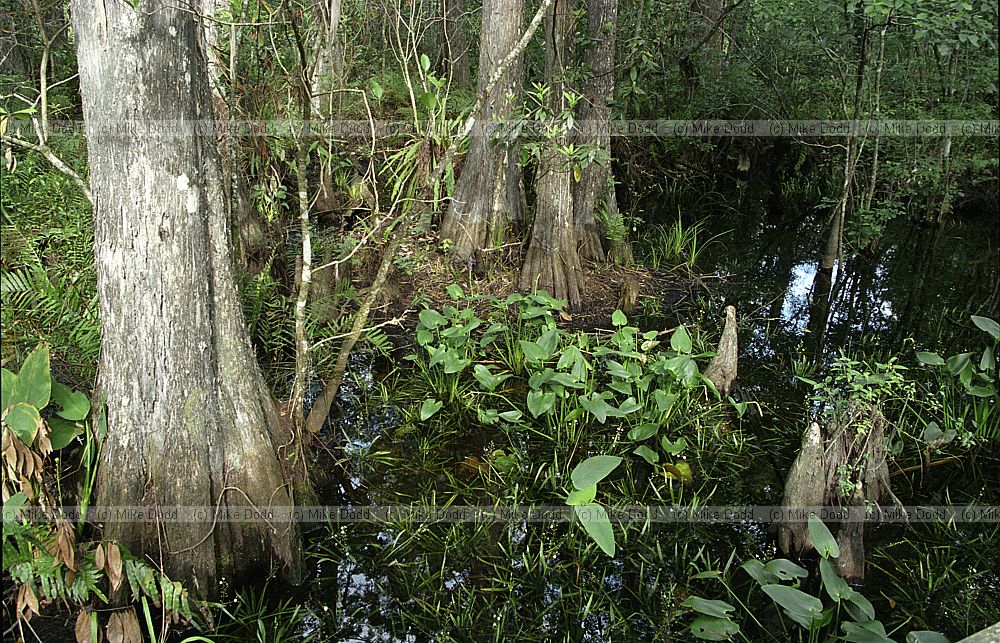 Taxodium swamp Everglades Florida
