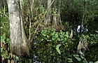 Taxodium swamp Everglades Florida