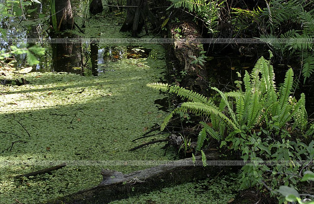 Taxodium swamp Everglades Florida