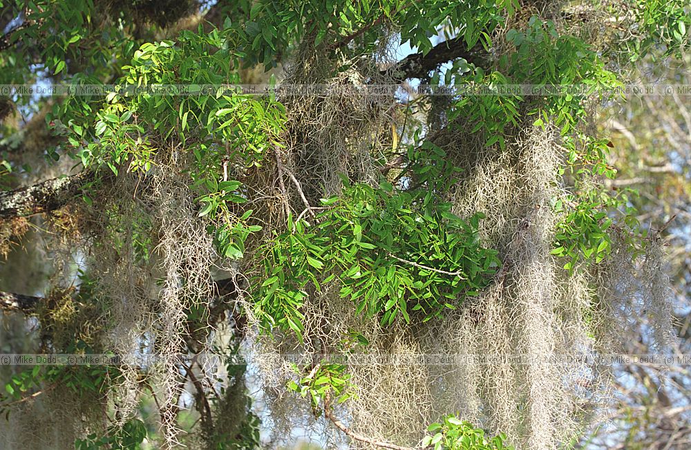 Teak tree with spanish moss Everglades Florida