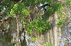 Teak tree with spanish moss Everglades Florida