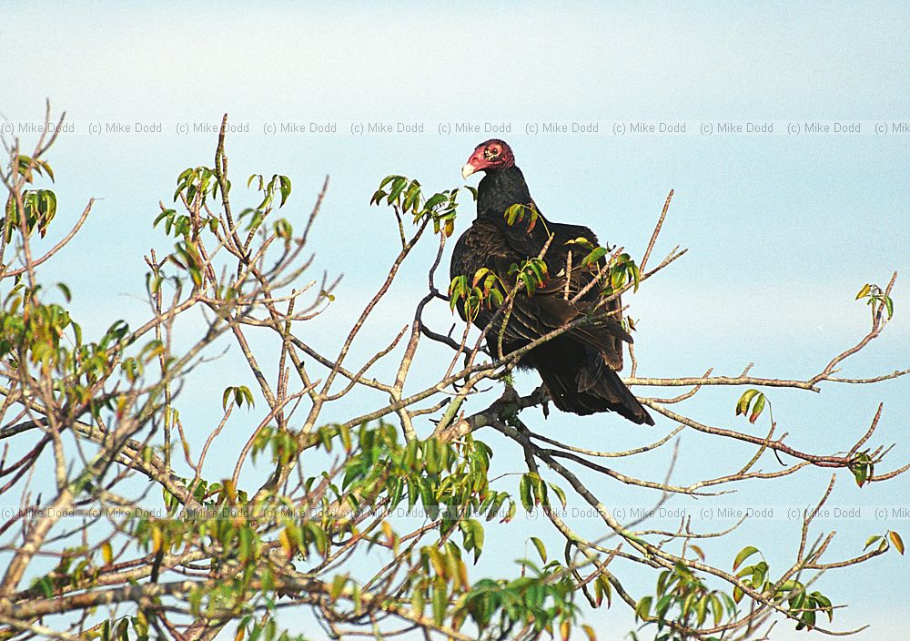 Turkey vulture Everglades Florida