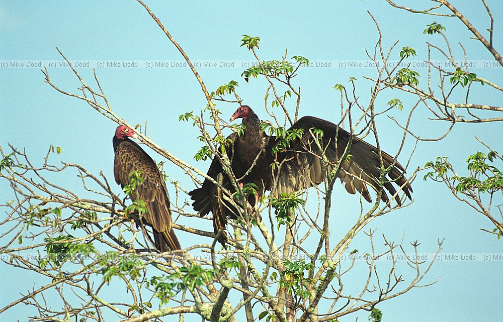Turkey vulture Everglades Florida