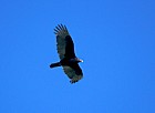 Turkey vulture Everglades Florida