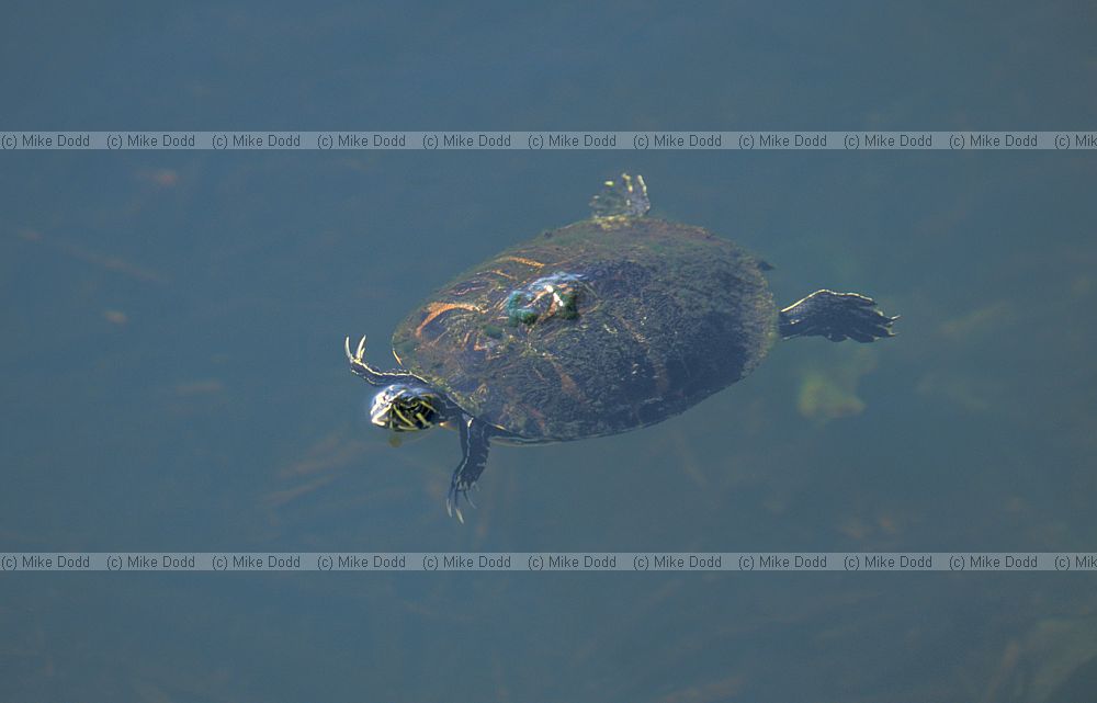 Terrapin or turtle Everglades Florida