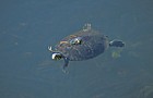 Terrapin or turtle Everglades Florida