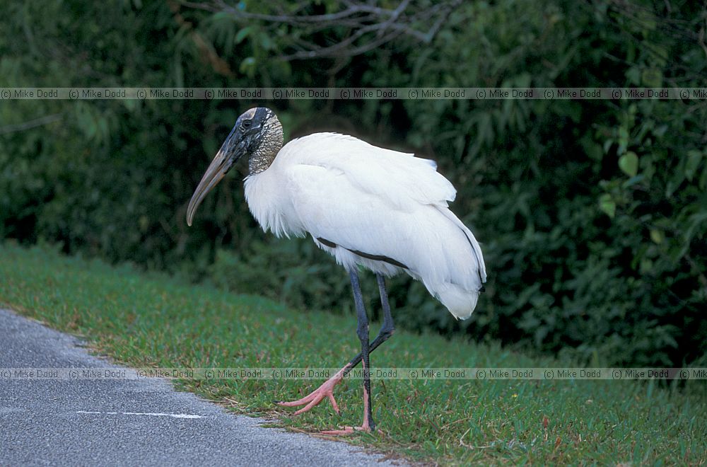 Wood stork Everglades Florida