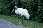 Wood stork Everglades Florida