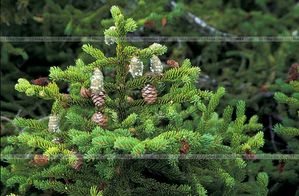 Picea rubens Whiteface mountain New York