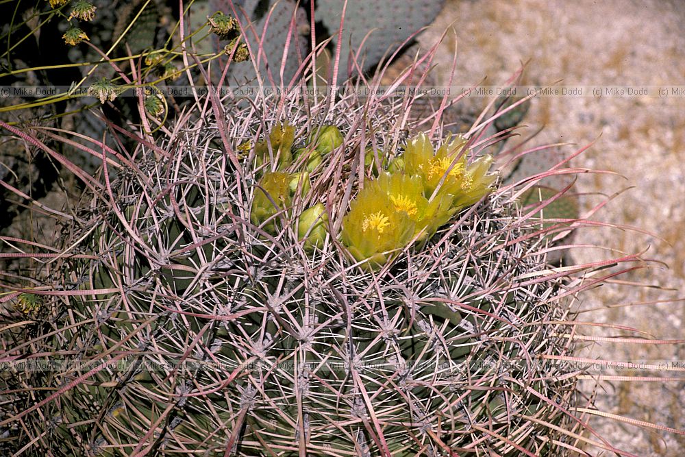 Cactus Sonora desert California