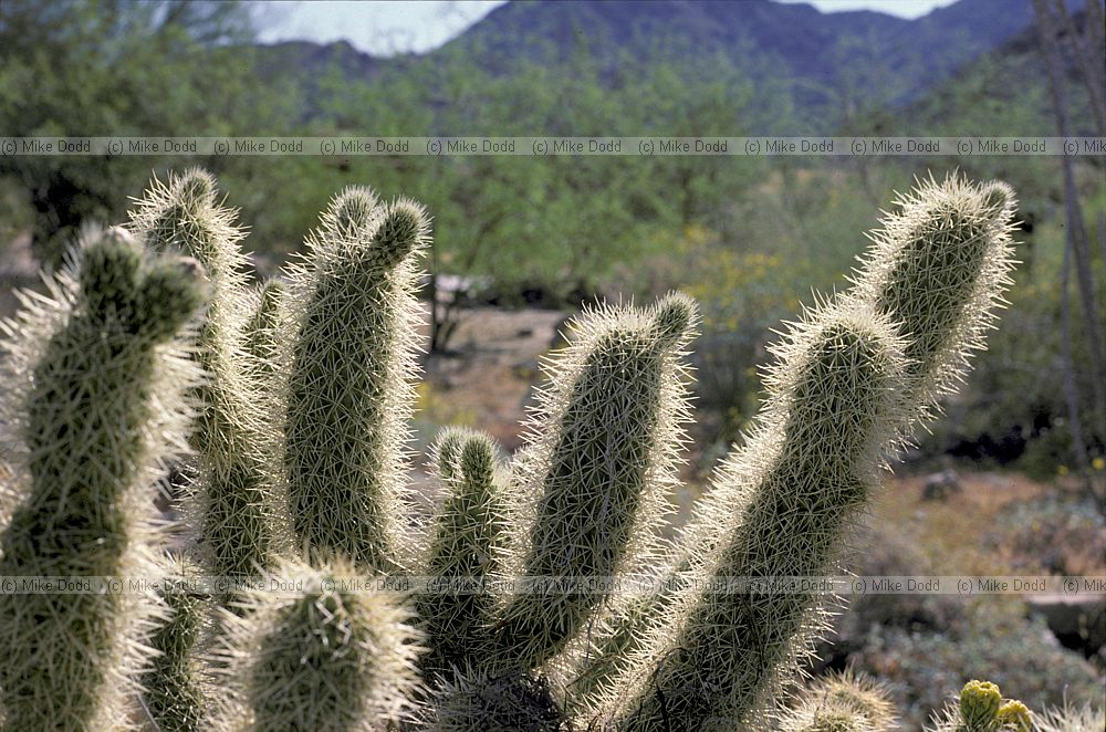 Cactus Sonora desert California