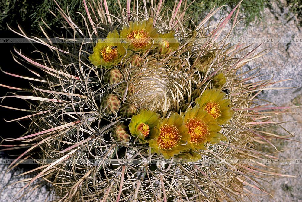 Cactus Sonora desert California