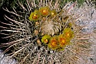 Cactus Sonora desert California