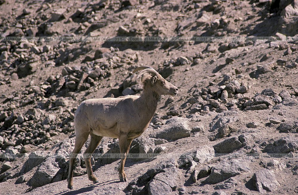 desert bighorn sheep California