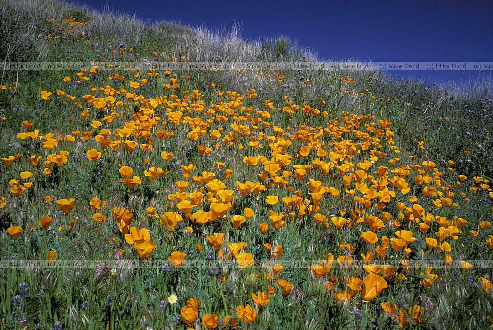 Eschscholzia californica California poppy