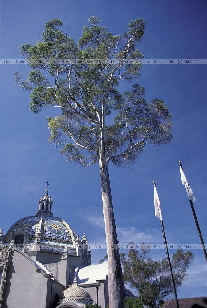 Eucalyptus San Deigo California
