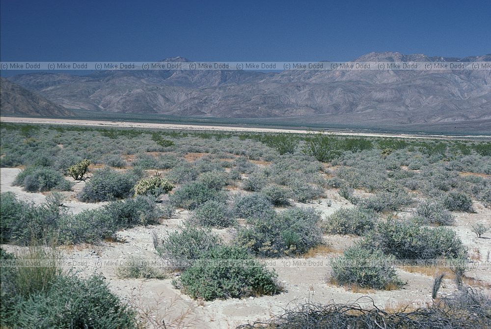 Larrea tridentata California