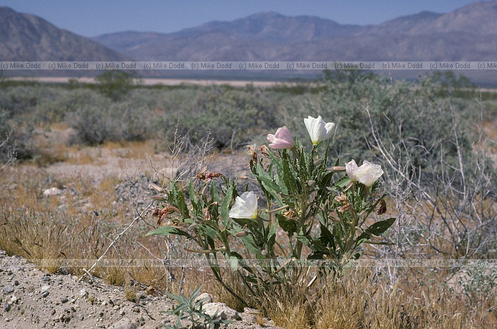 Oenothera deltoides California