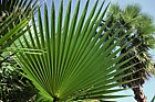 Palm leaf sonora desert California