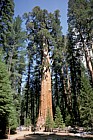 Sequoiadendron giganteum Wellingtonia or Giant Redwood