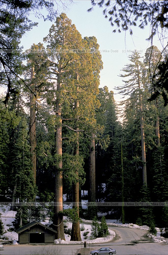 Sequoiadendron giganteum Wellingtonia or Giant Redwood