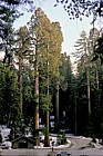 Sequoiadendron giganteum Wellingtonia or Giant Redwood