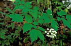 Actaea pachypoda White baneberry Adirondacks NY