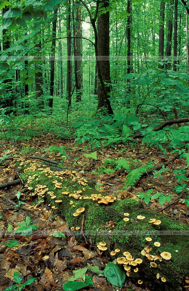 Allegany national forest