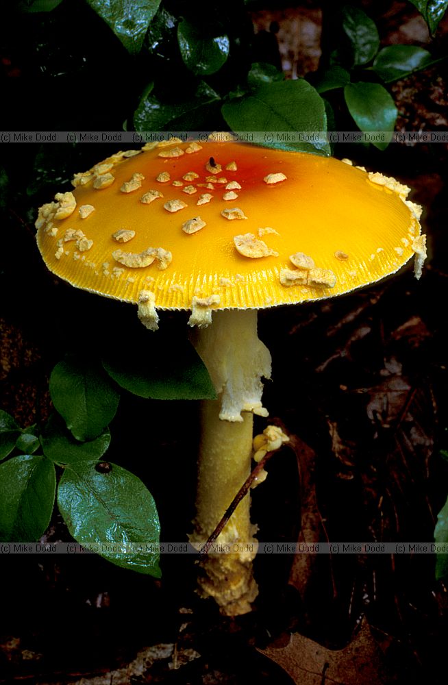 Amanita flavoconia Yellow patches Taughannock state park Ithaca NY