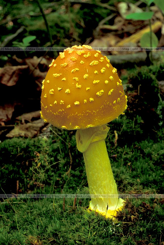 Amanita flavoconia Yellow patches Adirondacks NY