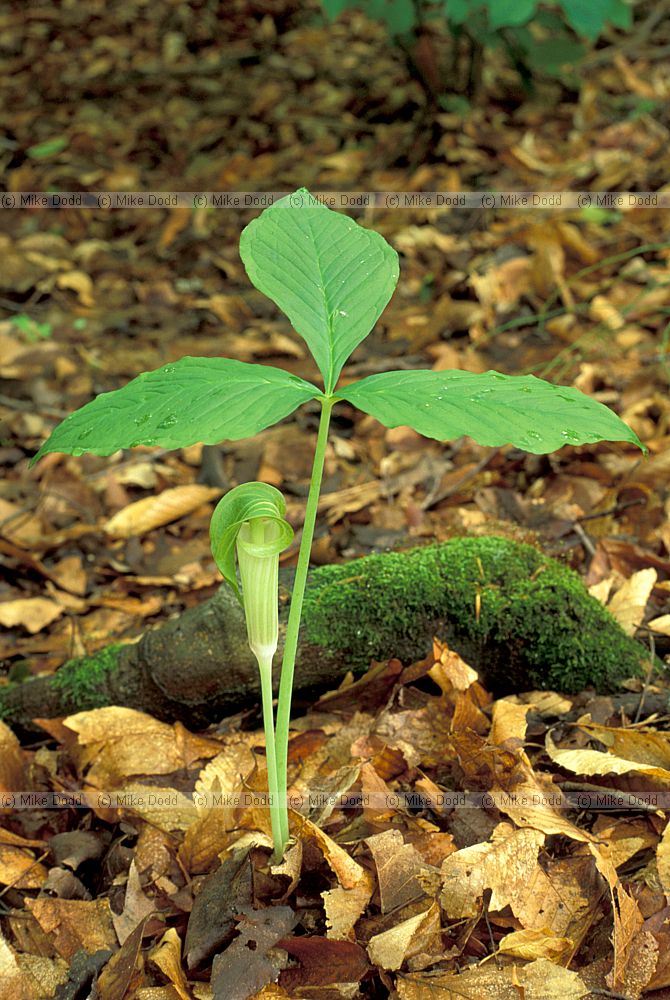 Arisaema Jack-in-the-pulpit Ithaca NY