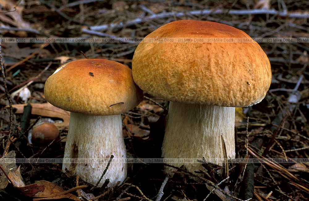 Boletus Taughannock state park Ithaca NY