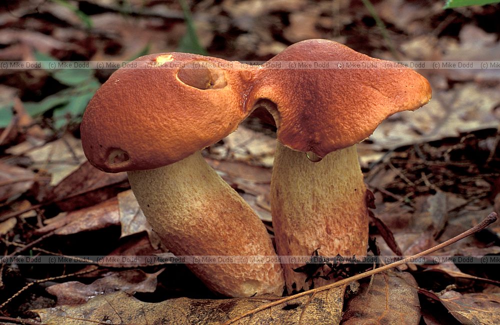 Boletus Taughannock state park Ithaca NY