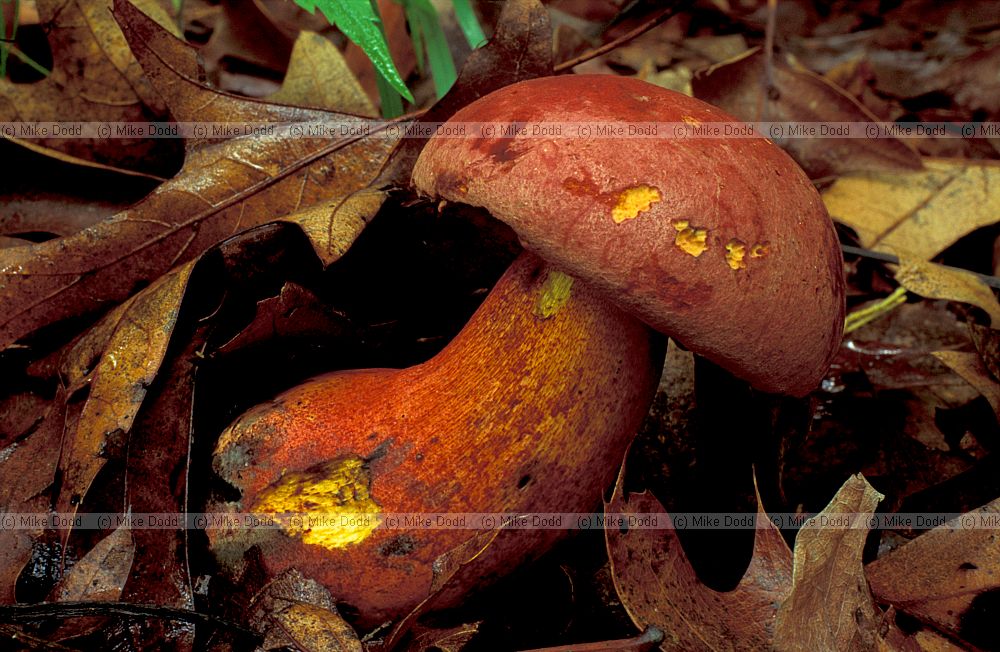 Boletus Taughannock state park Ithaca NY