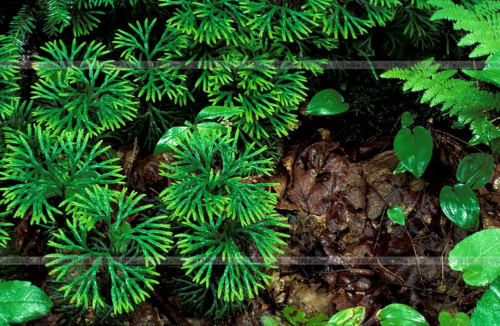 Lycopodium sp Allegany national forest