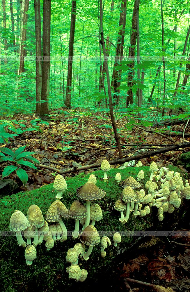 Coprinus quadrifidus Taughannock state park Ithaca NY