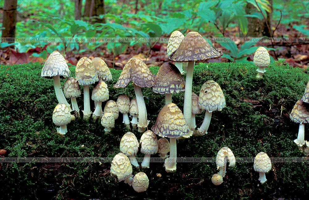 Coprinus quadrifidus Taughannock state park Ithaca NY