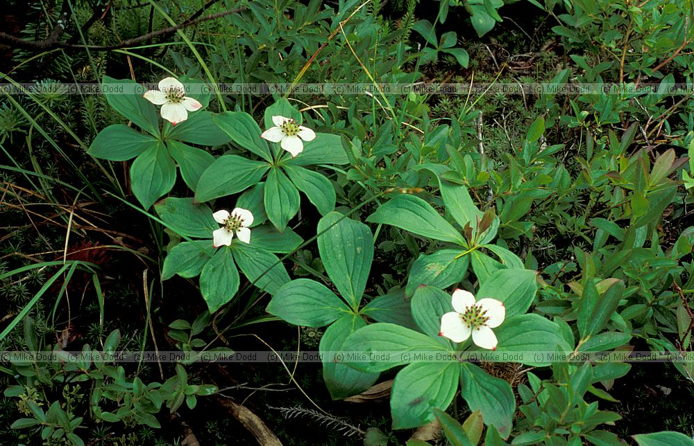 Cornus canadensis Dwarf cornel flowers Adirondacks NY