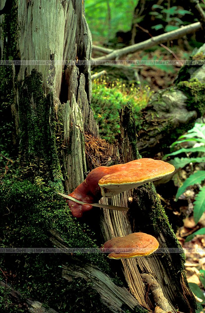 Ganoderma tsugae Adirondacks NY