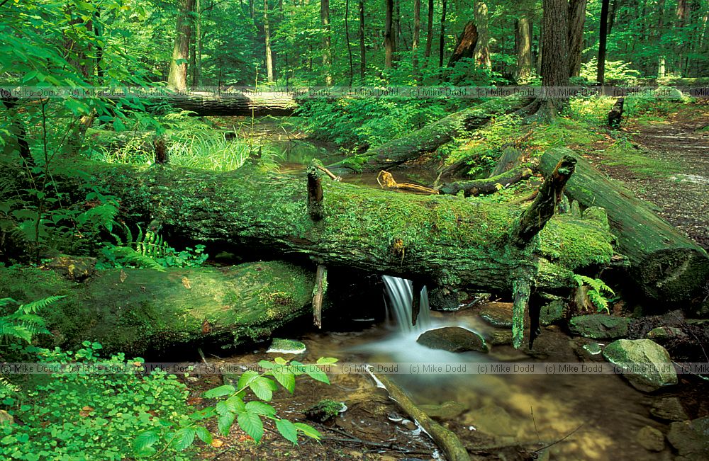 Oldgrowth forest fallen log Heart's content Allegany national forest