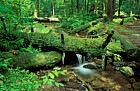 Oldgrowth forest fallen log Heart's content Allegany national forest