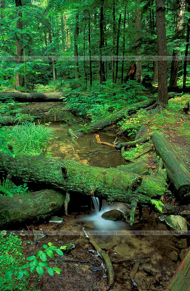 Oldgrowth forest fallen log Heart's content Allegany national forest