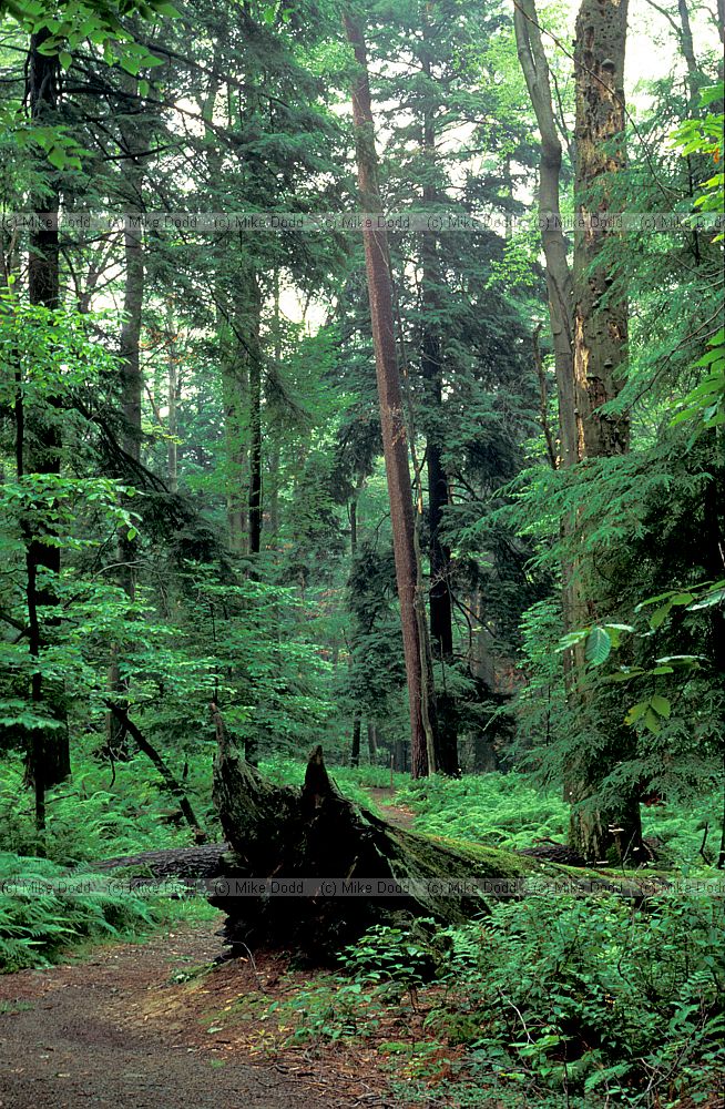 Oldgrowth forest fallen log Heart's content Allegany national forest