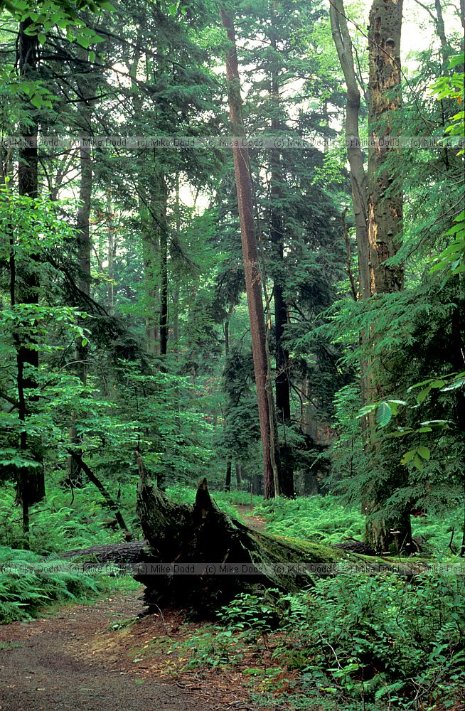 Oldgrowth forest fallen log Heart's content Allegany national forest