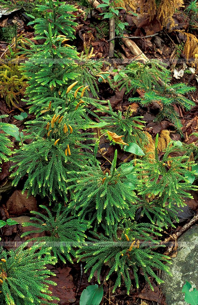 Lycopodium sp Adirondacks NY