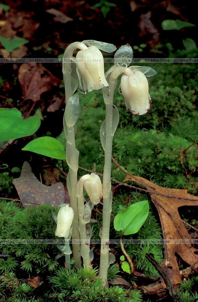 Monotrapa uniflora Taughannock state park Ithaca NY