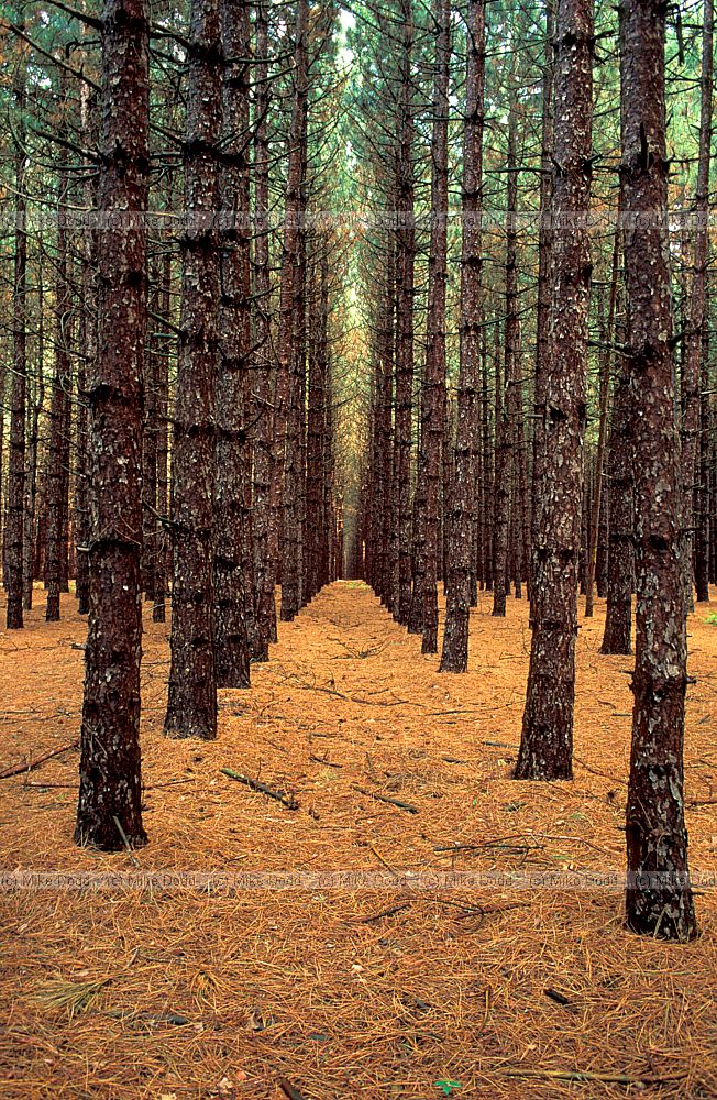 Pine plantation Adirondacks NY