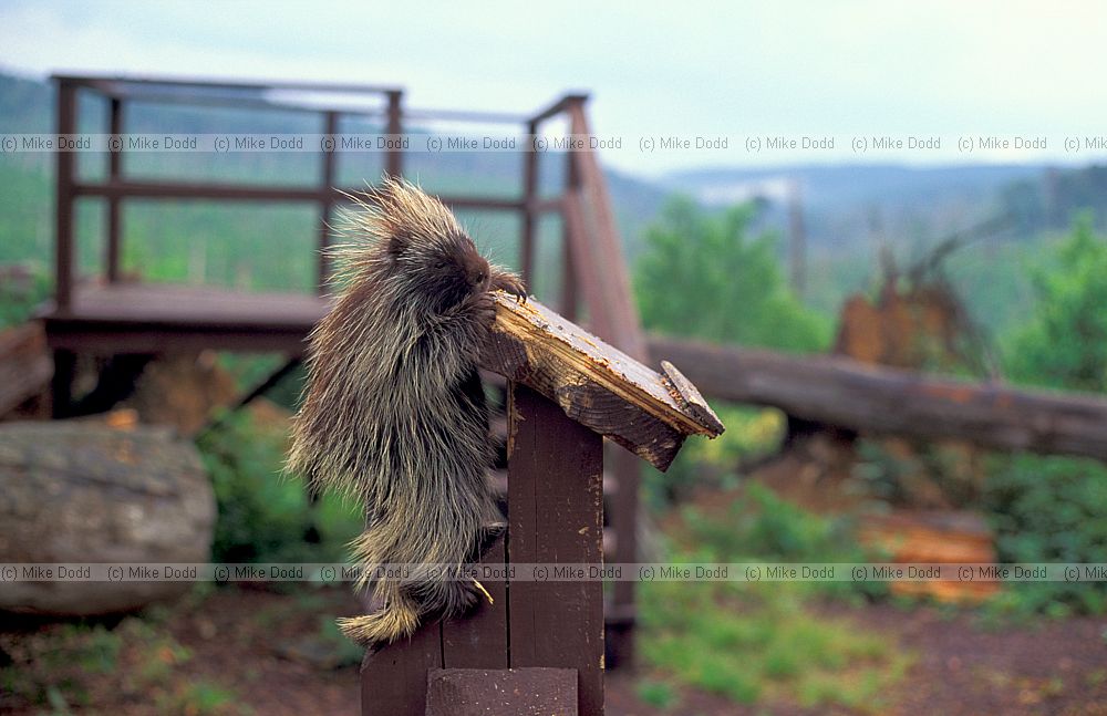 Porcupine Tionesta Allegany national forest