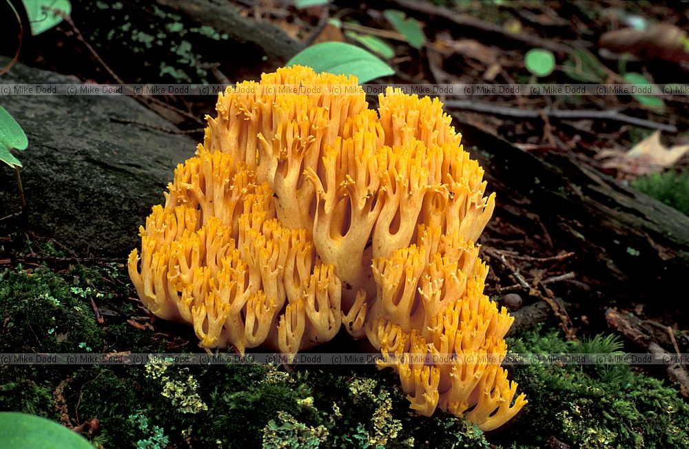 Ramaria Taughannock state park Ithaca NY