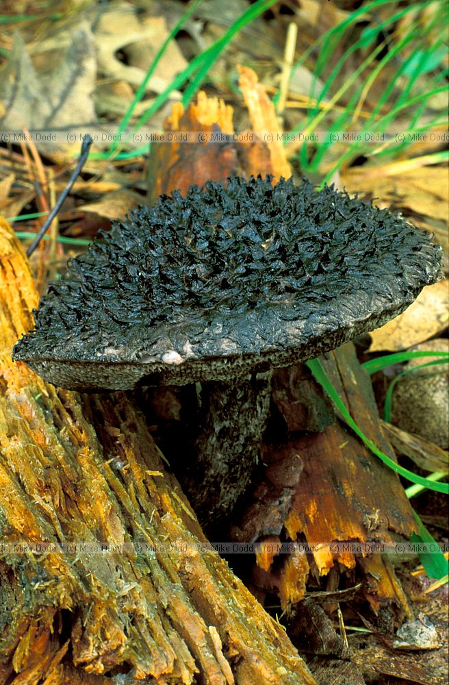 Strobilomyces floccopus Old man of the woods Taughannock state park Ithaca NY